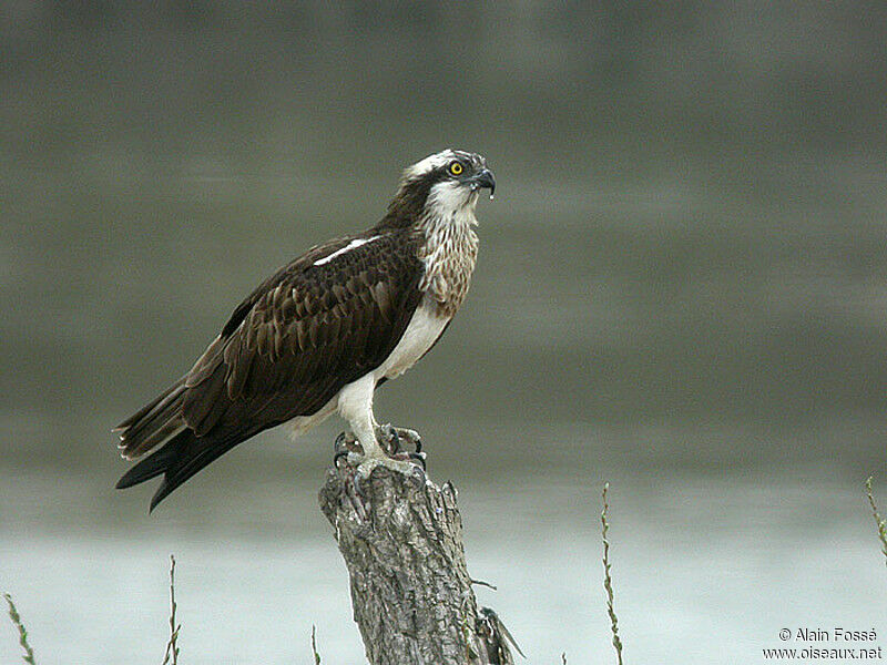 Western Osprey