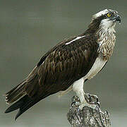 Western Osprey