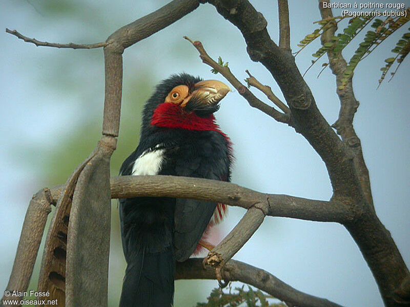 Bearded Barbet