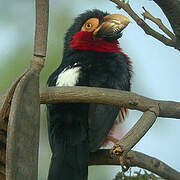 Bearded Barbet