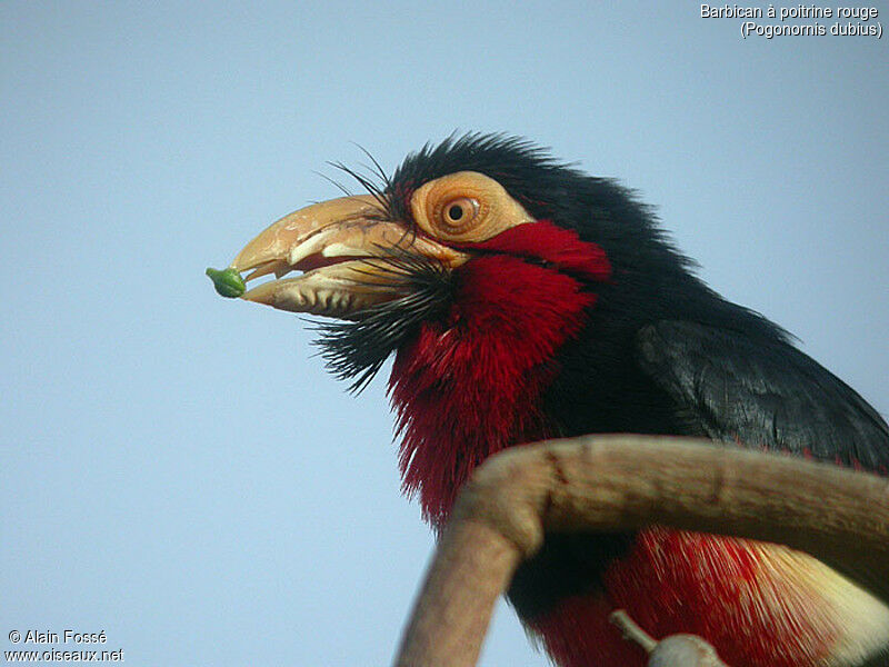 Bearded Barbet