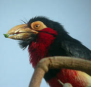 Bearded Barbet