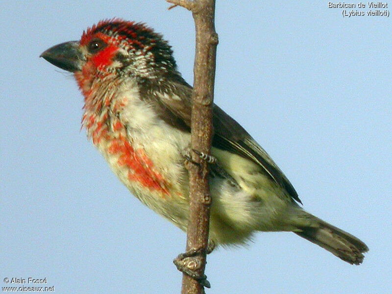 Vieillot's Barbet