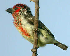 Vieillot's Barbet