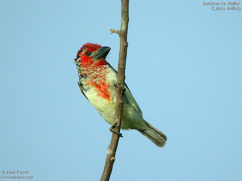 Vieillot's Barbet