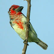 Vieillot's Barbet