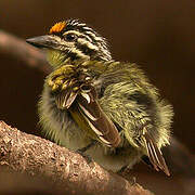 Yellow-fronted Tinkerbird