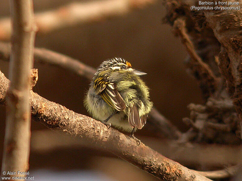 Yellow-fronted Tinkerbird