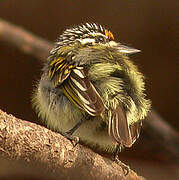 Yellow-fronted Tinkerbird