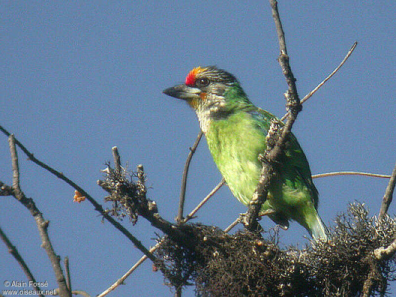 Golden-throated Barbetadult