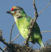 Golden-throated Barbet