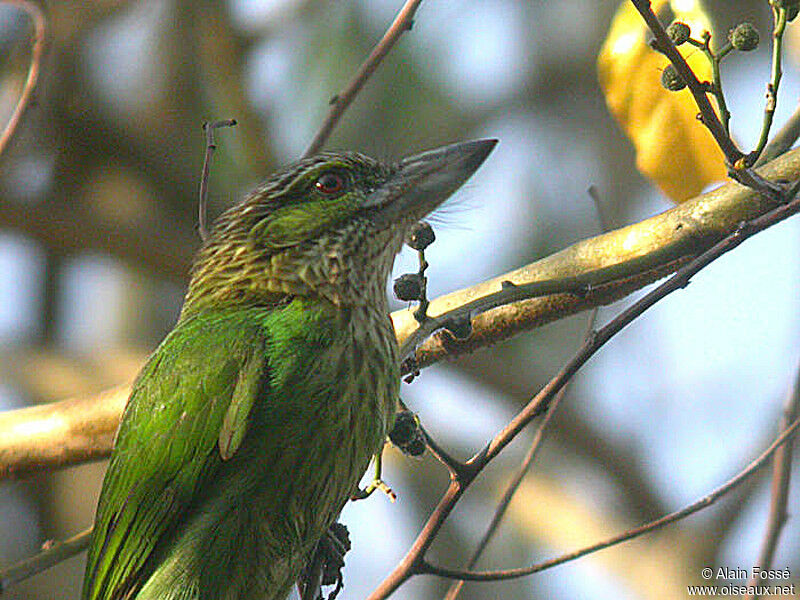 Green-eared Barbet female adult