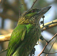 Green-eared Barbet