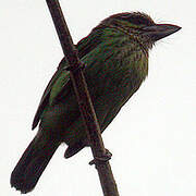 Green-eared Barbet