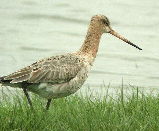 Black-tailed Godwit