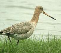 Black-tailed Godwit