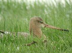 Black-tailed Godwit