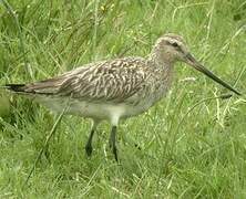 Bar-tailed Godwit