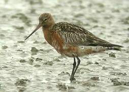 Bar-tailed Godwit