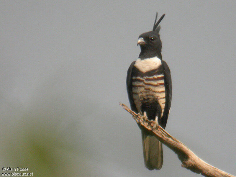 Black Baza, identification