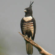 Black Baza