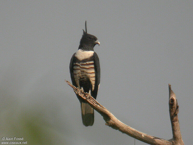 Baza huppard, identification