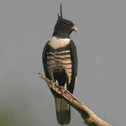 Black Baza