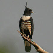 Black Baza