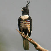 Black Baza