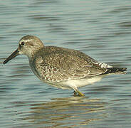 Red Knot