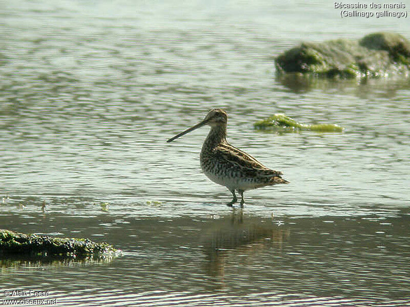 Common Snipe