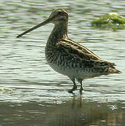 Common Snipe