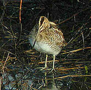 Common Snipe