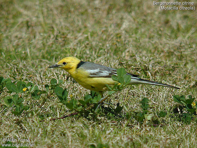 Citrine Wagtail