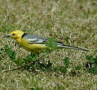 Citrine Wagtail