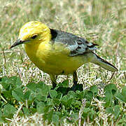 Citrine Wagtail