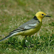 Citrine Wagtail