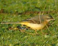 Grey Wagtail