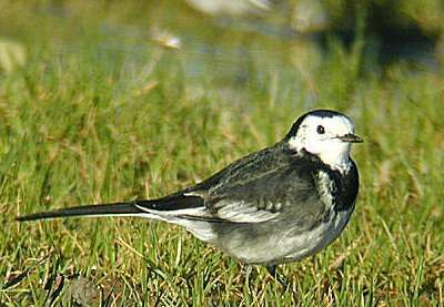 White Wagtail