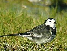 White Wagtail