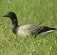 Brant Goose