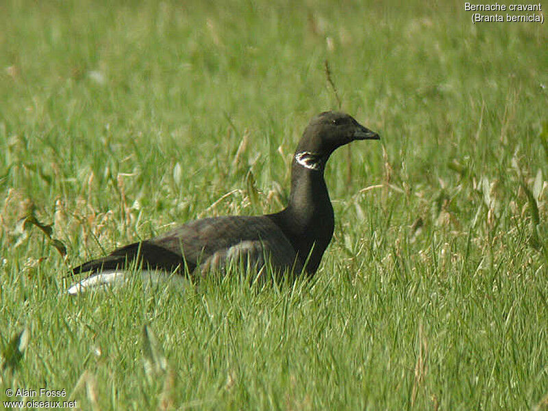 Brant Goose