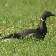 Brant Goose