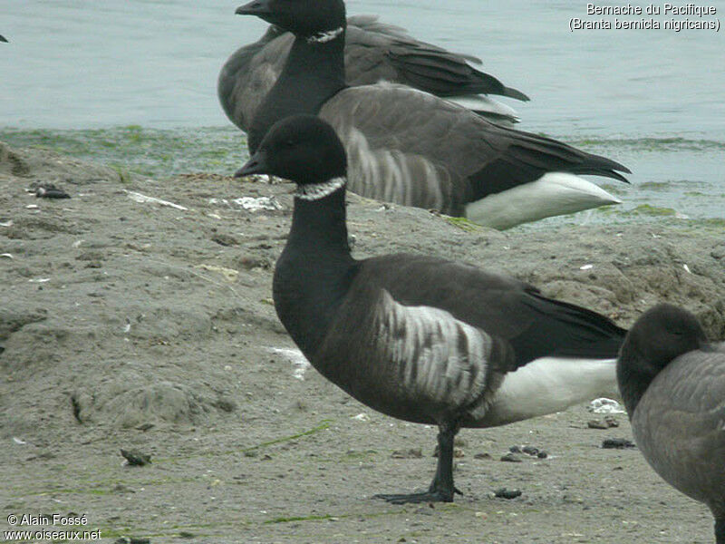 Brant Goose (nigricans)