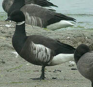 Brant Goose (nigricans)