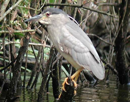 Black-crowned Night Heron