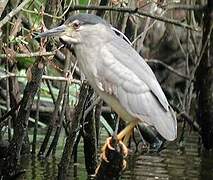 Black-crowned Night Heron