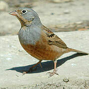 Cretzschmar's Bunting