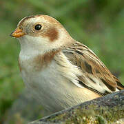 Snow Bunting