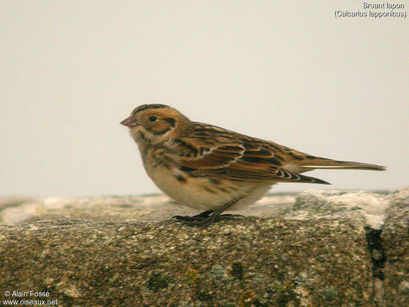 Lapland Longspur